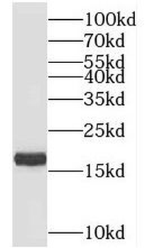 TIMM17B Antibody
