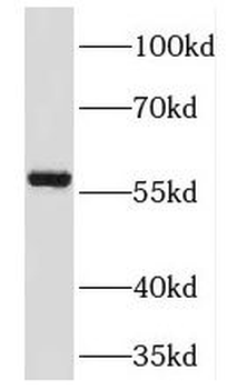 TM7SF2 Antibody