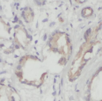 TM7SF2 Antibody