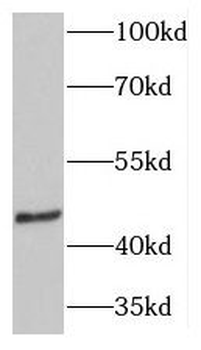 TMEFF2 Antibody
