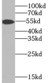 TMPRSS4 Antibody
