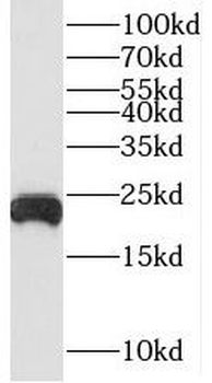 TNFAIP8 Antibody