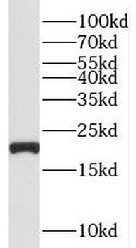 TNFAIP8L2 Antibody