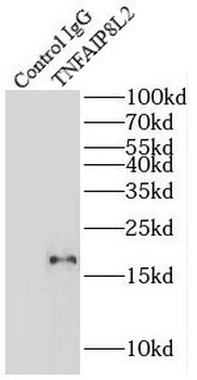 TNFAIP8L2 Antibody