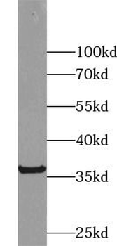 TNFSF13 Antibody