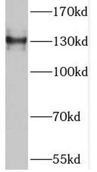 TNS3 Antibody