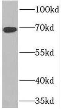FNBP1L Rabbit Polyclonal Antibody