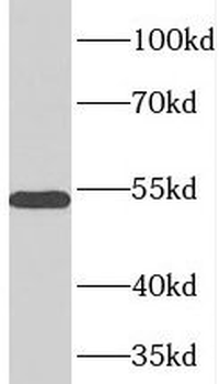 TOM1L1 Antibody