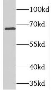 TOMM70 Rabbit Polyclonal Antibody