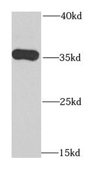 TOMM34 Antibody