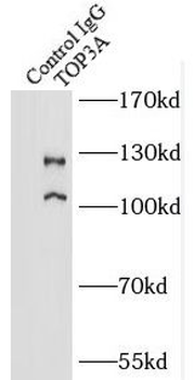 TOP3A Rabbit Polyclonal Antibody