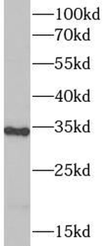 PLAT Antibody