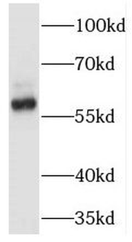 TRAF6 Antibody