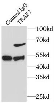 TRAF7 Antibody