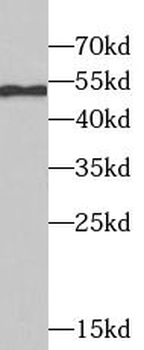 TRIM21 Rabbit Polyclonal Antibody