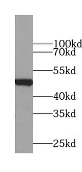TRIM22 Rabbit Polyclonal Antibody