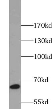 TRIM25 Rabbit Polyclonal Antibody
