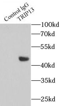 TRIP13 Rabbit Polyclonal Antibody