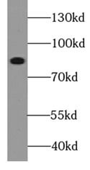 TRPC1 Rabbit Polyclonal Antibody