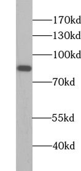 TSGA10 Rabbit Polyclonal Antibody