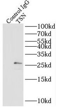 TSN Rabbit Polyclonal Antibody