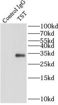 TST Antibody