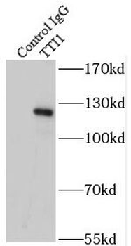 TTI1 Antibody