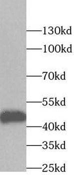 DDX39B Rabbit Polyclonal Antibody