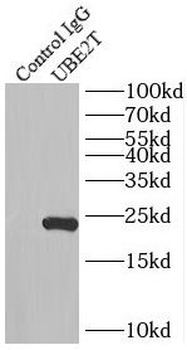 UBE2T Antibody