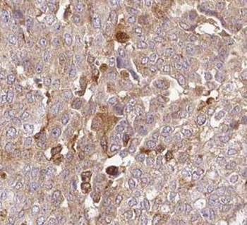 UBL4A Rabbit Polyclonal Antibody