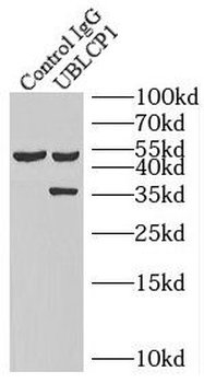 UBLCP1 Rabbit Polyclonal Antibody