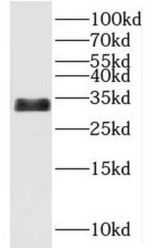 UCMA Antibody