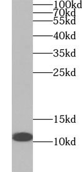 UQCR10 Antibody