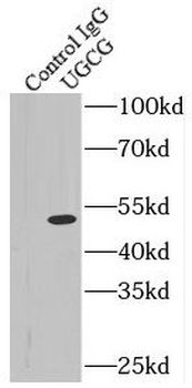 UGCG Antibody