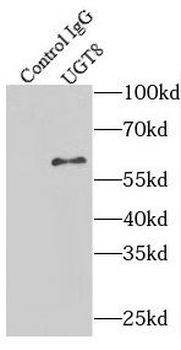 UGT8 Rabbit Polyclonal Antibody
