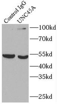 UNC45A Antibody