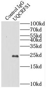 UQCRFS1 Rabbit Polyclonal Antibody