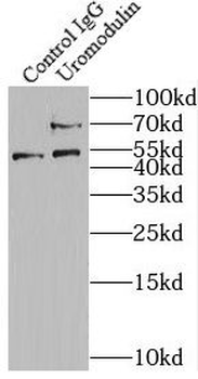 UMOD Antibody