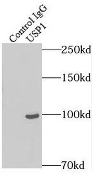USP1 Rabbit Polyclonal Antibody