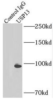 USP13 Rabbit Polyclonal Antibody