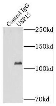 USP15 Rabbit Polyclonal Antibody