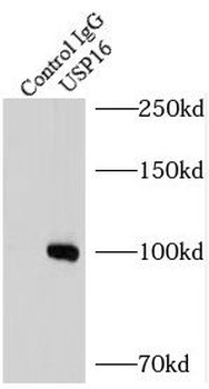 USP16 Rabbit Polyclonal Antibody