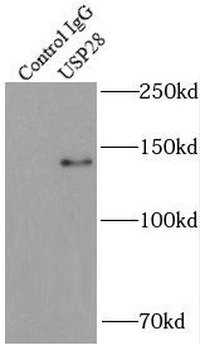 USP28 Rabbit Polyclonal Antibody