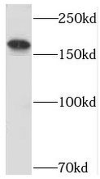 USP32 Antibody