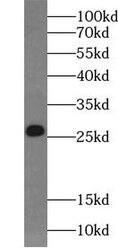 V5-tag Antibody