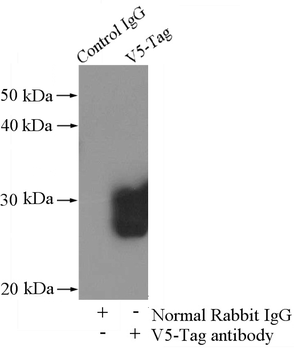 V5-tag Antibody