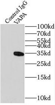VAPA Rabbit Polyclonal Antibody