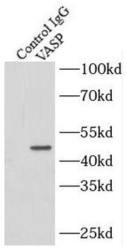 VASP Rabbit Polyclonal Antibody