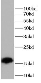VHL Antibody