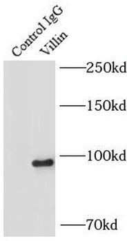 VIL1 Antibody